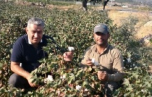 Serter, Bergama'da "pamuk" için uyardı