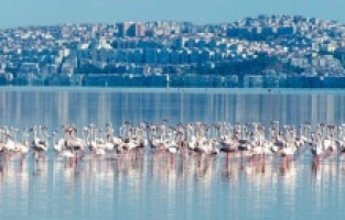 Arıtma suyunun kalitesi Körfez’deki yaşamı da zenginleştirdi