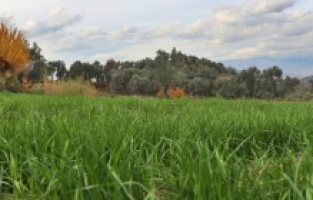 Bergama'da iklim dostu yem tohumları filizlendi