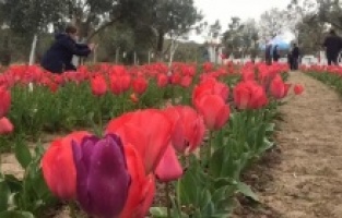 Dikili'de, iki kadın girişimciden lale ekimi...