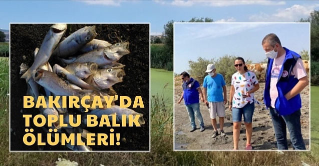 Bakırçay#039;da toplu balık ölümleri! quot;Çağrıda bulundularquot;